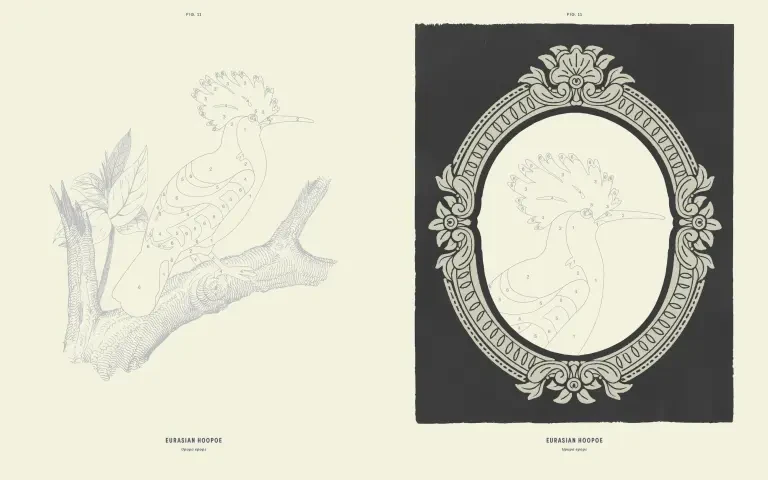 Coloready Birds - Image 3