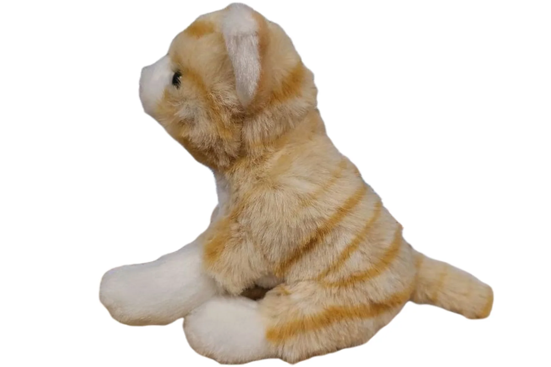 Pumpkin the Canned Orange Tabby Cat - Image 4