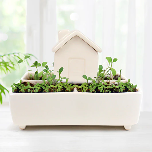 Self Watering House - Image 2