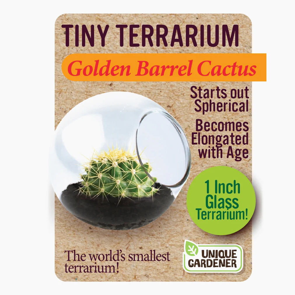Tiny Cactus Terrarium - Image 3
