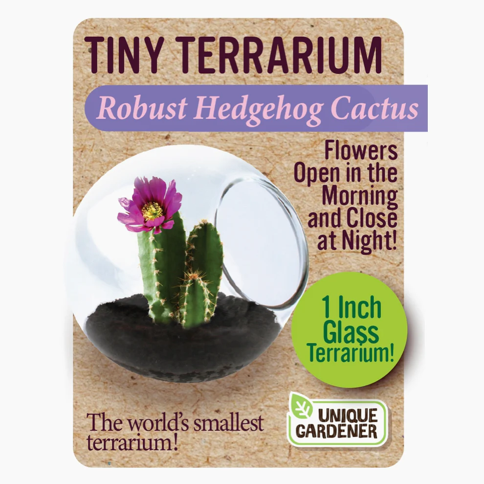 Tiny Cactus Terrarium - Image 4