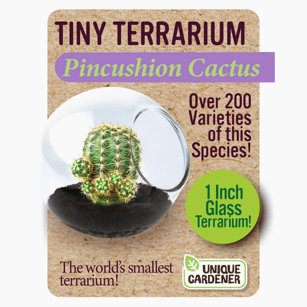 Tiny Cactus Terrarium - Image 5