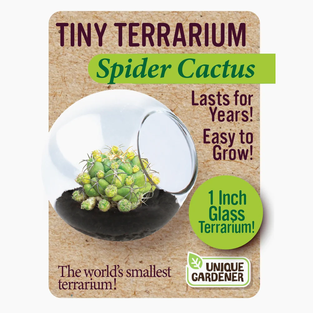 Tiny Cactus Terrarium - Image 7