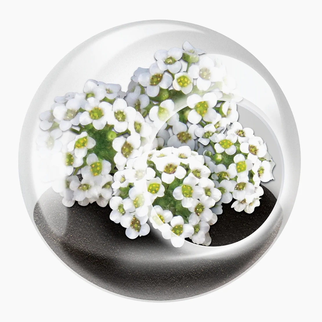 Tiny Carnivorous Glass Terrarium - Image 2