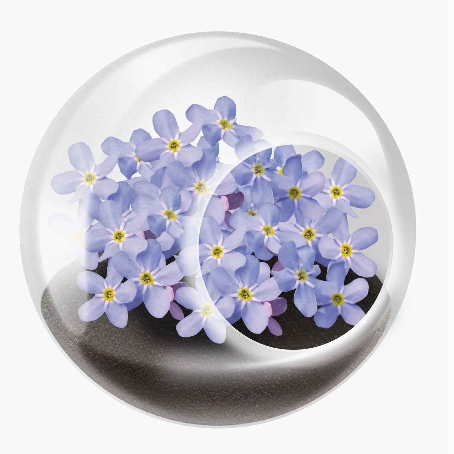 Tiny Carnivorous Glass Terrarium - Image 3