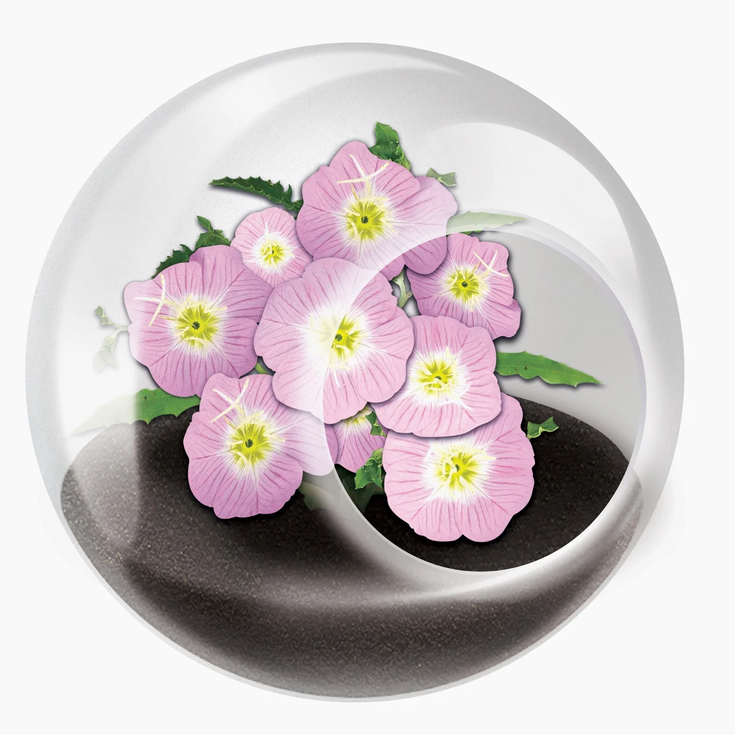 Tiny Carnivorous Glass Terrarium - Image 6