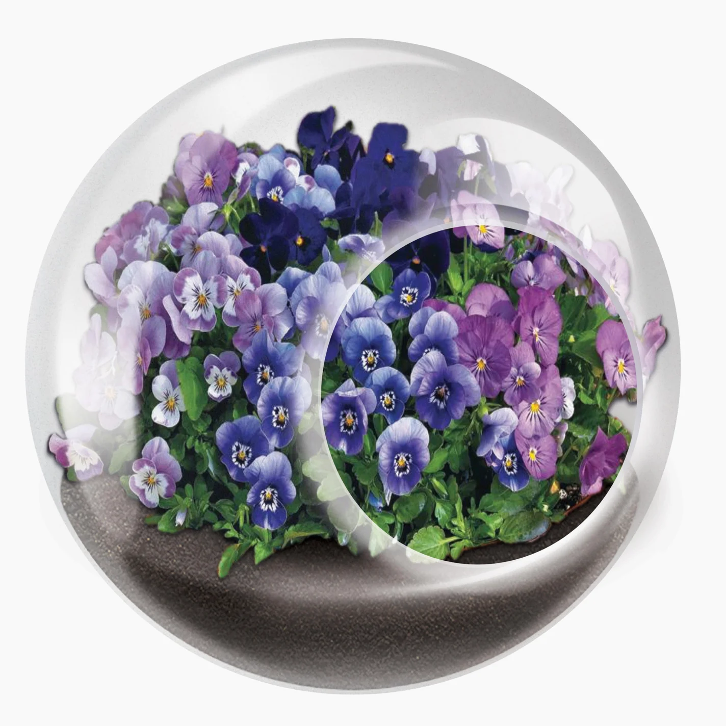 Tiny Carnivorous Glass Terrarium - Image 7