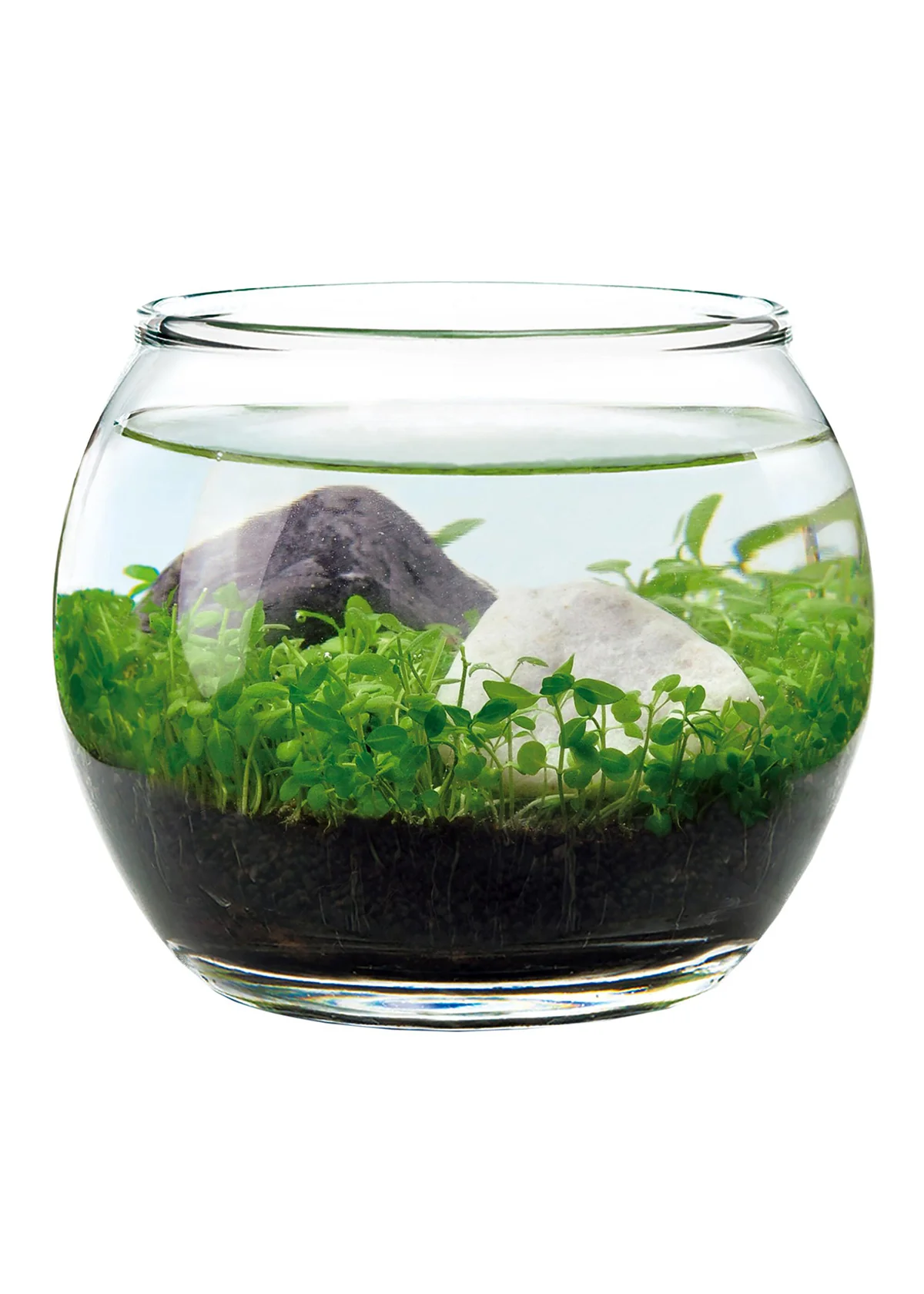 Water Garden