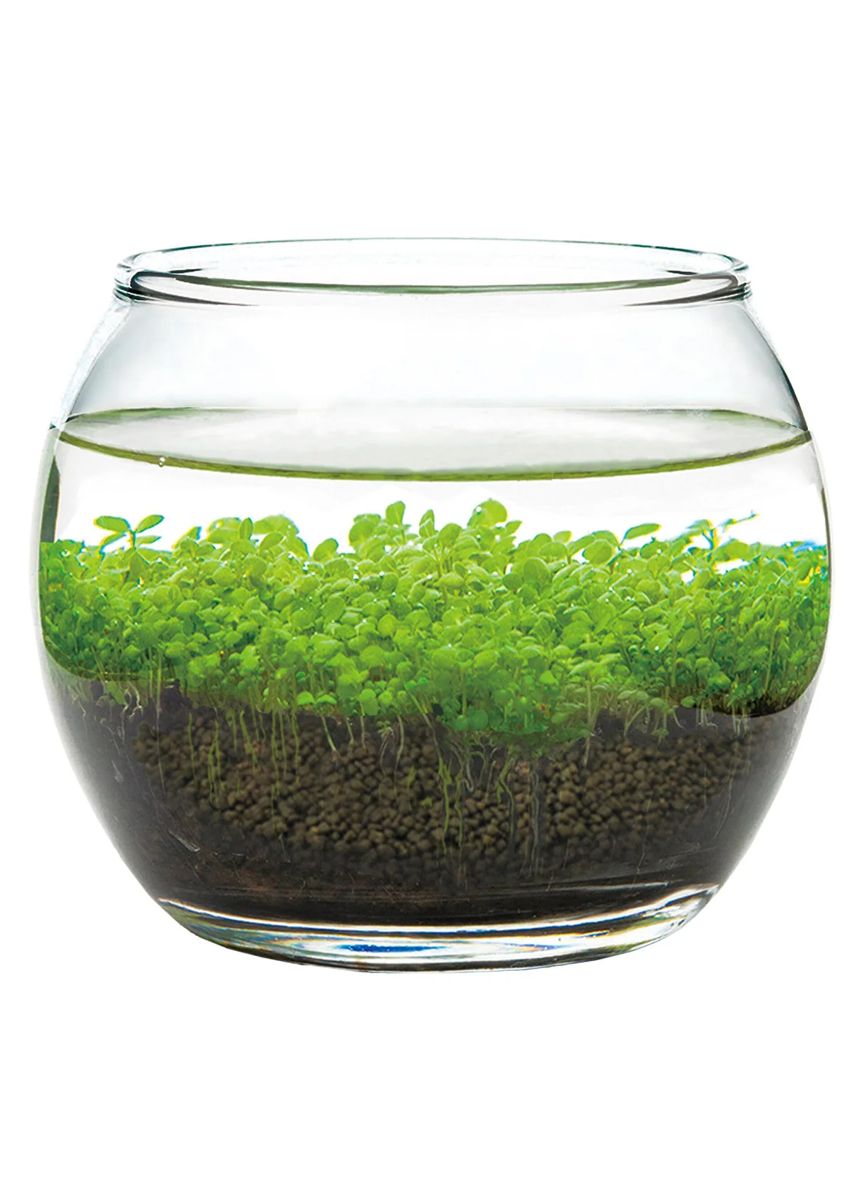 Water Garden - Image 5